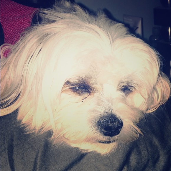 Meet your Posher, Callie - Picture 1 of 1